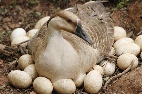 文化文明定義 鵝孵蛋